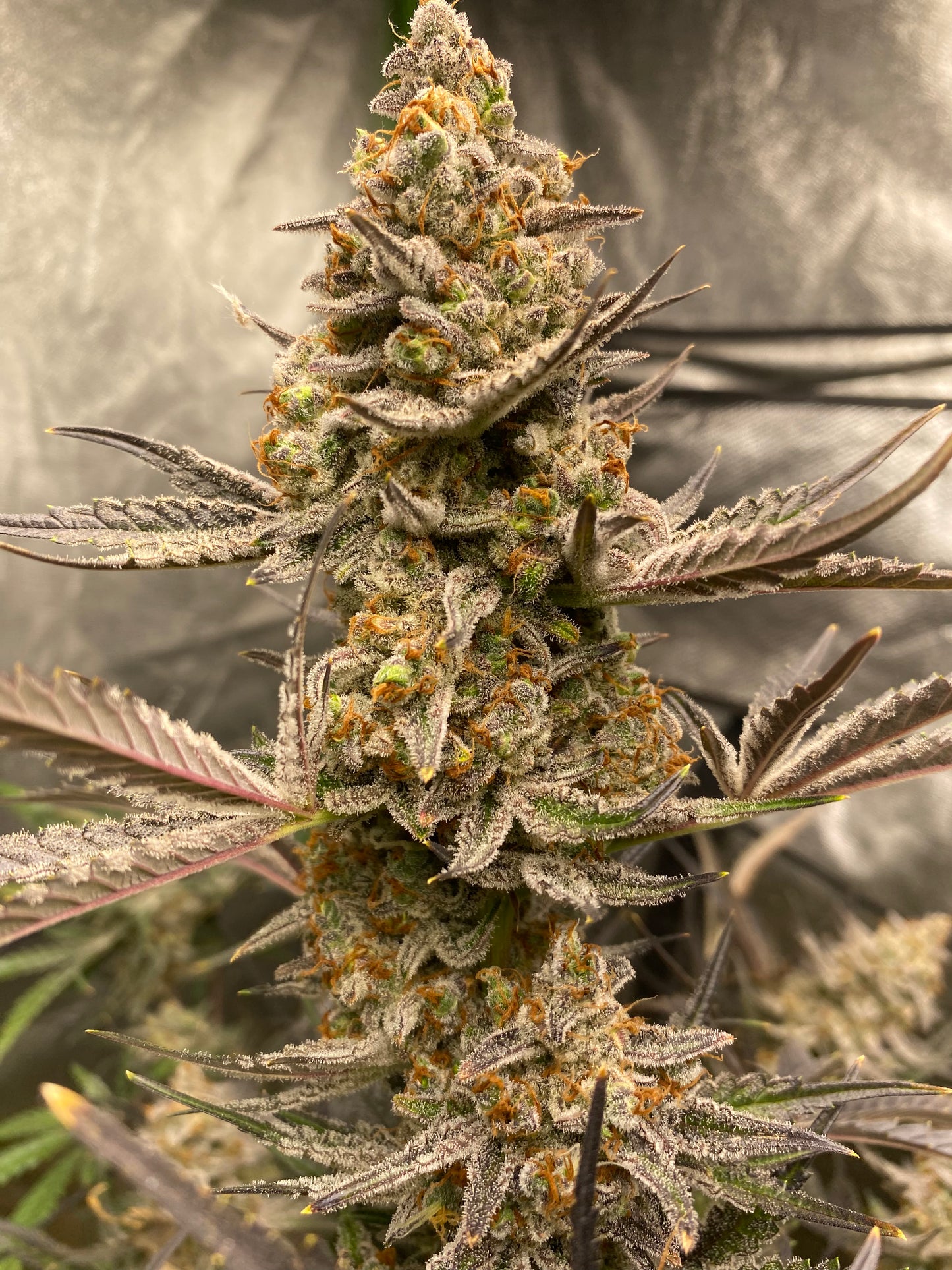 Jacked Up Beleafs R1 Auto Fem