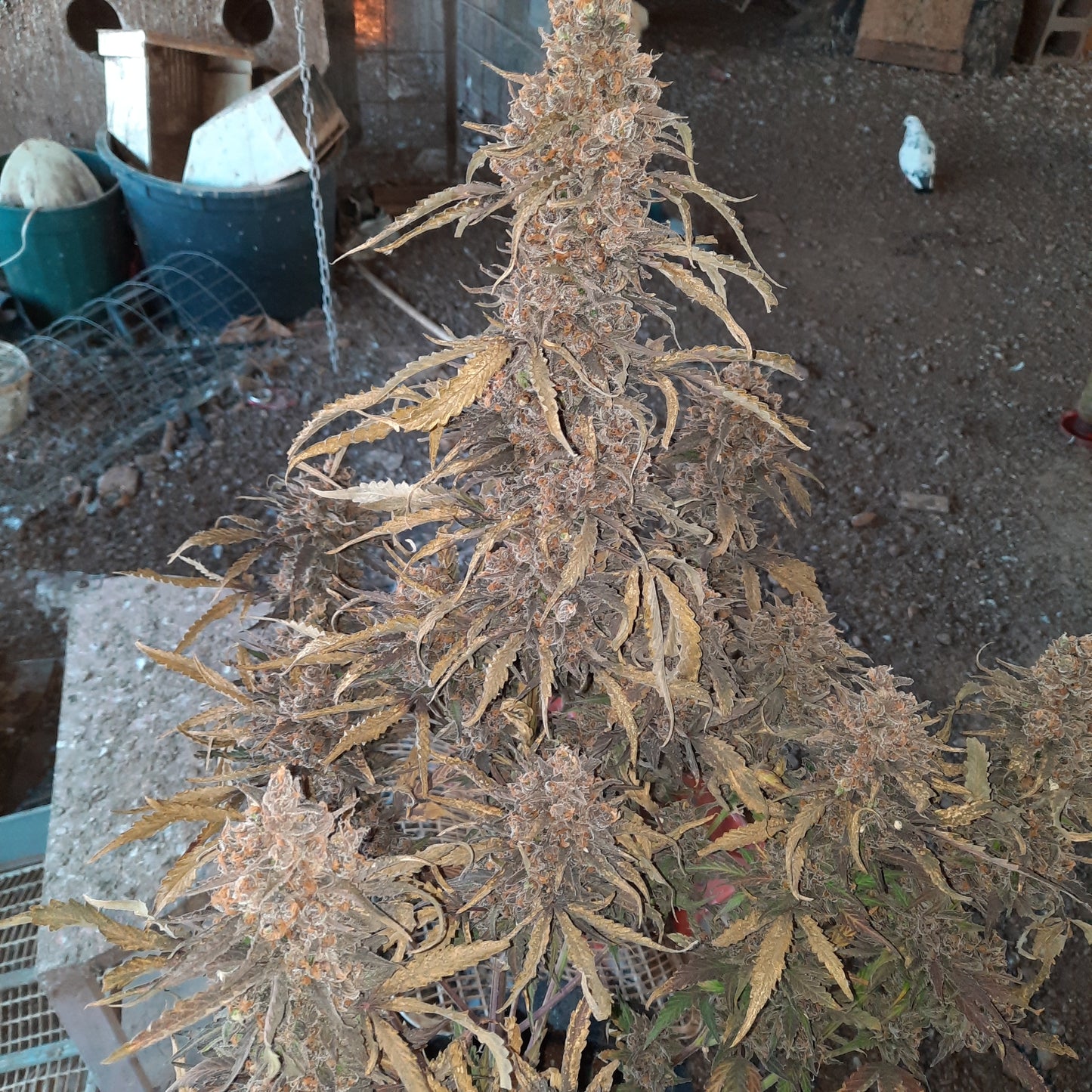 Durban Poison Auto Fem.