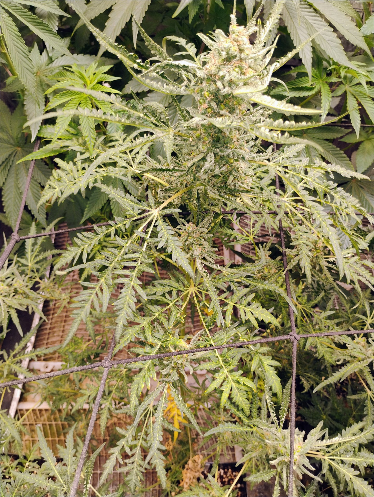 Freakshow Autoflower BX1F4 Regs.