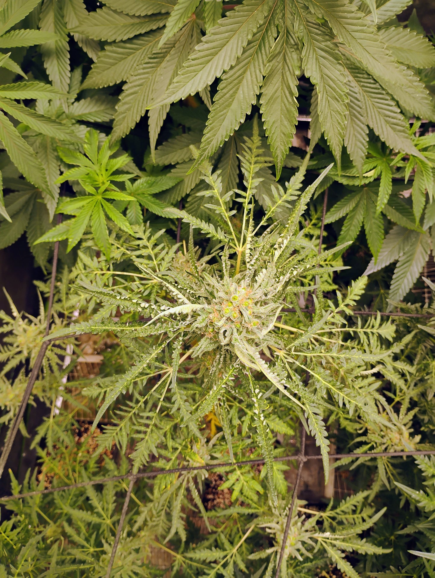 Freakshow Autoflower BX1F4 Regs.