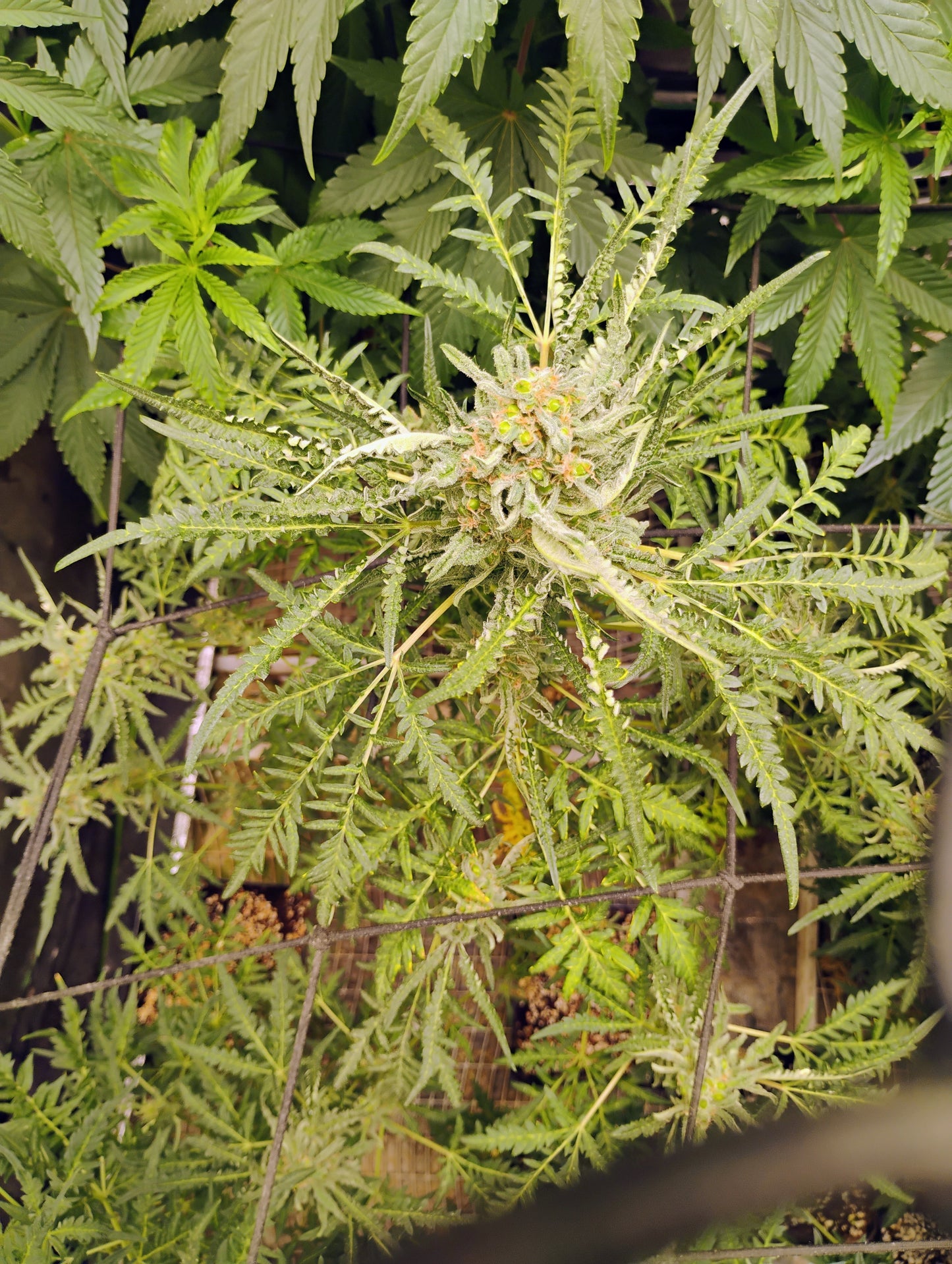 Freakshow Autoflower BX1F4 Regs.