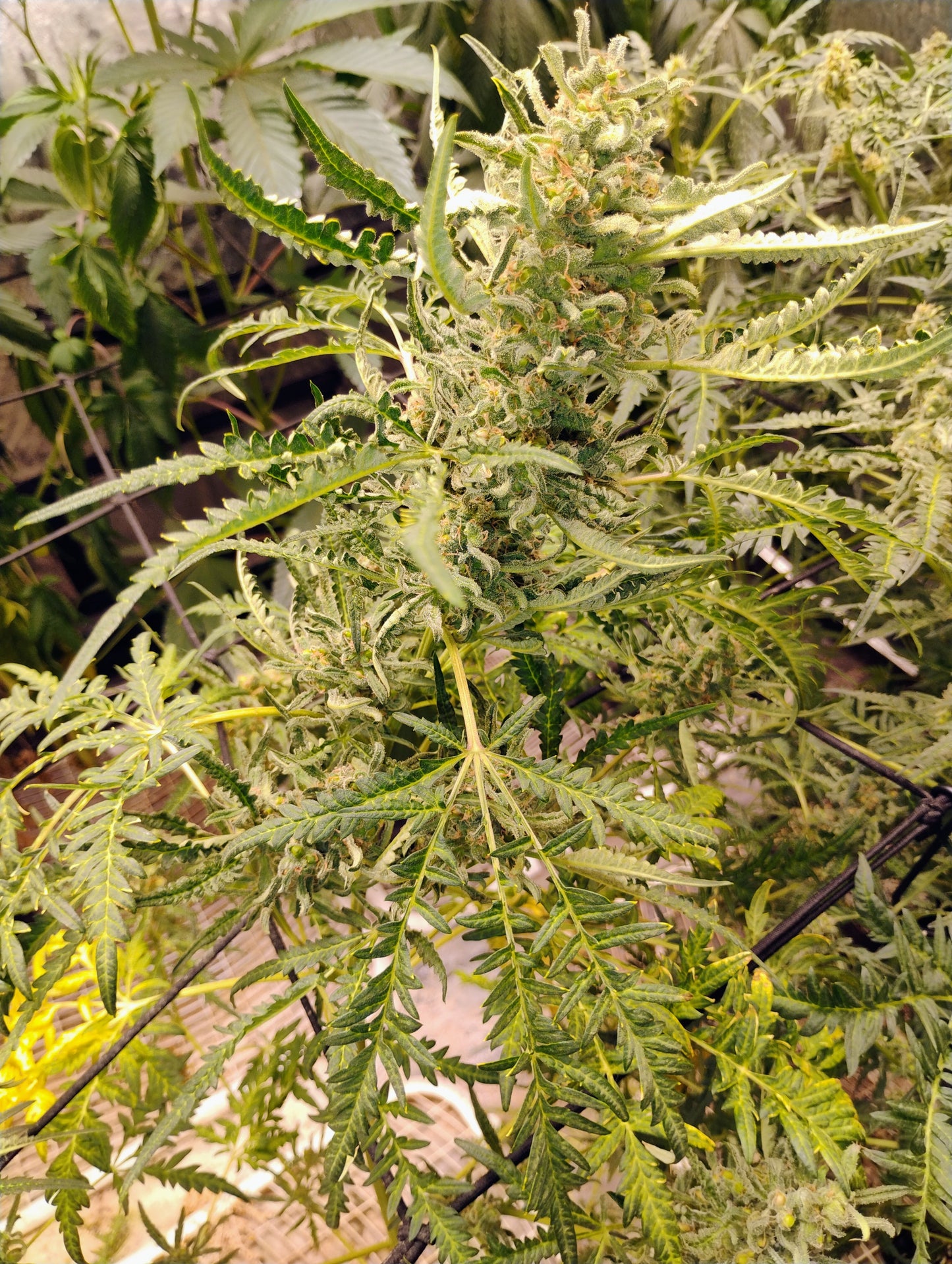 Freakshow Autoflower BX1F4 Regs.