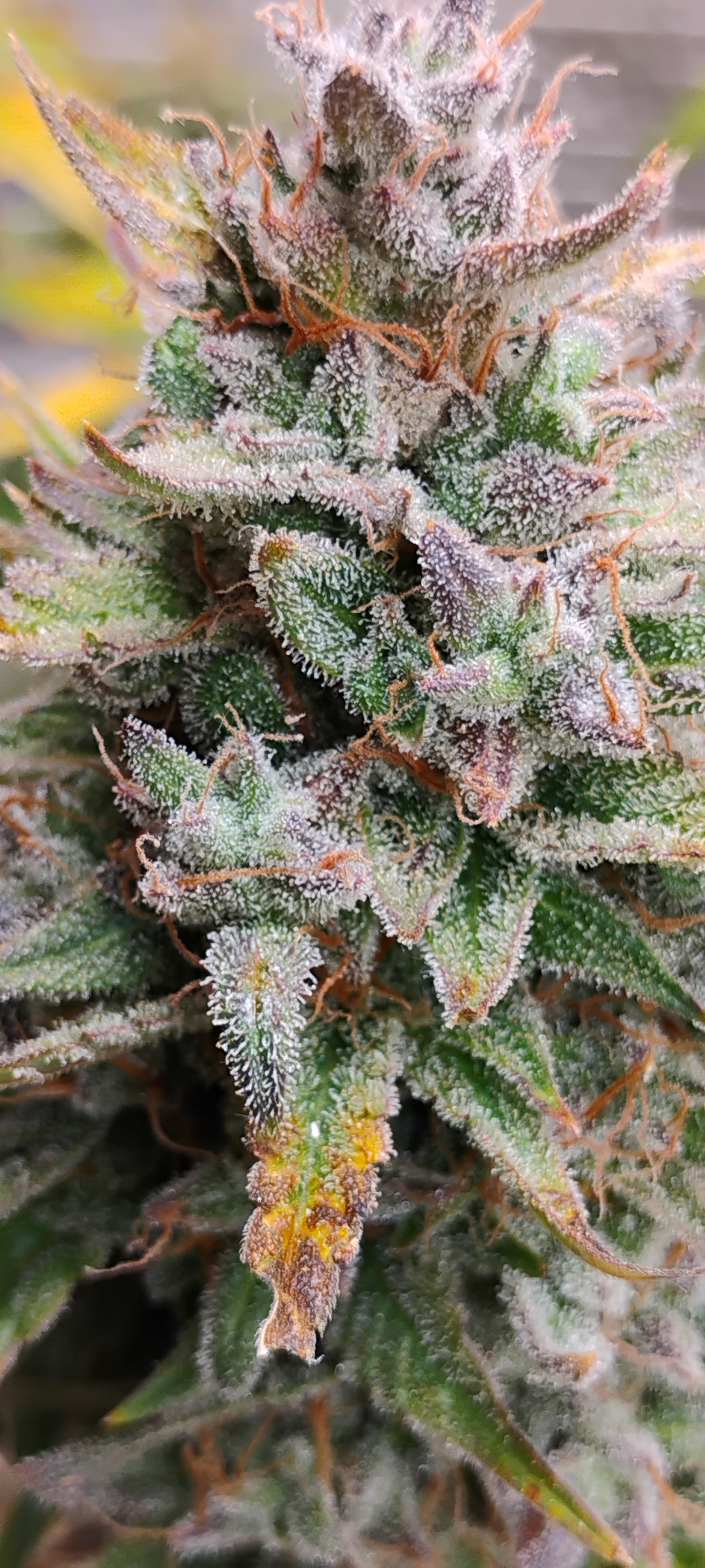 Forum Stomper Auto Fem R6