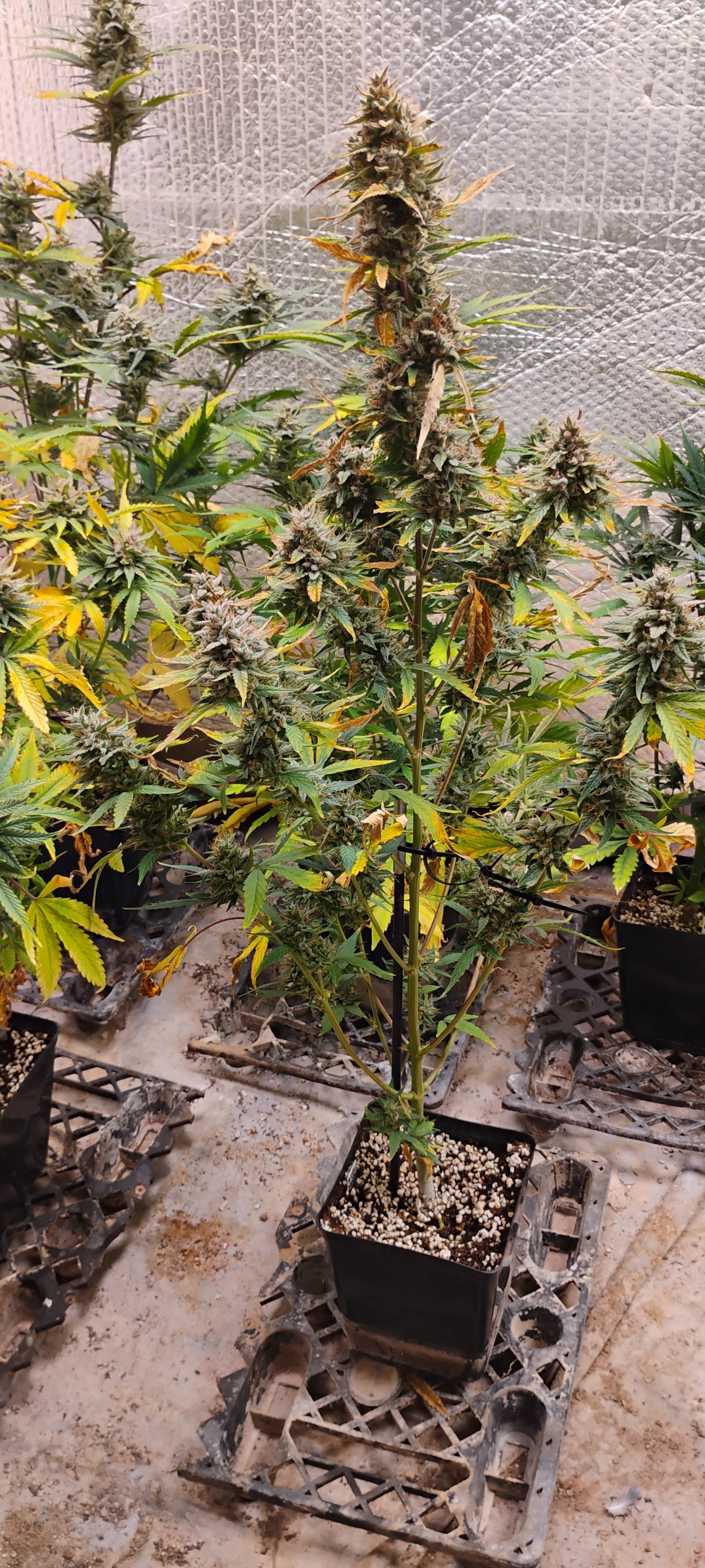 Forum Stomper Auto Fem R6