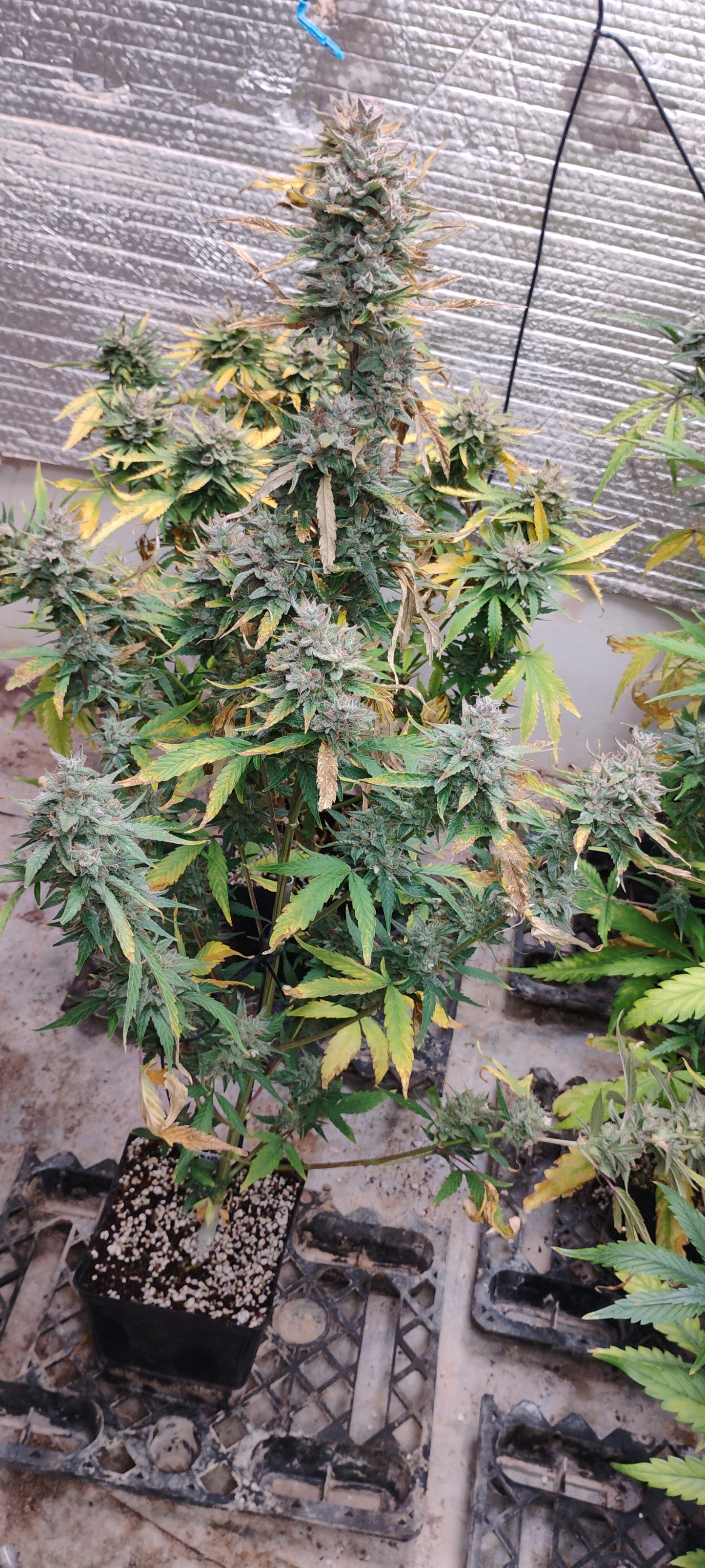 Forum Stomper Auto Fem R6