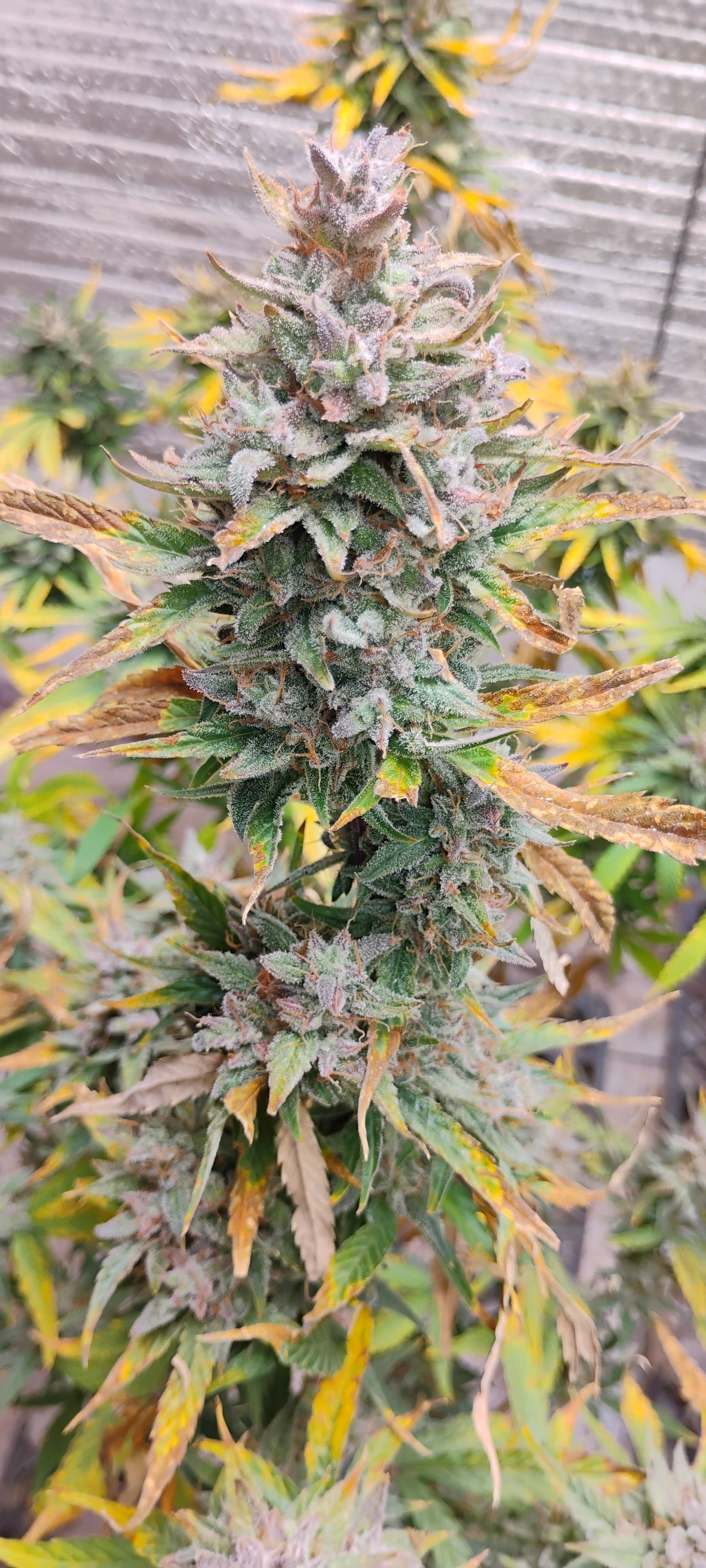 Forum Stomper Auto Fem R6