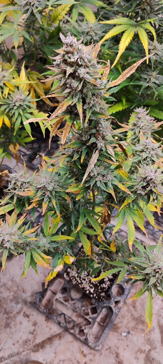 Forum Stomper Auto Fem R6