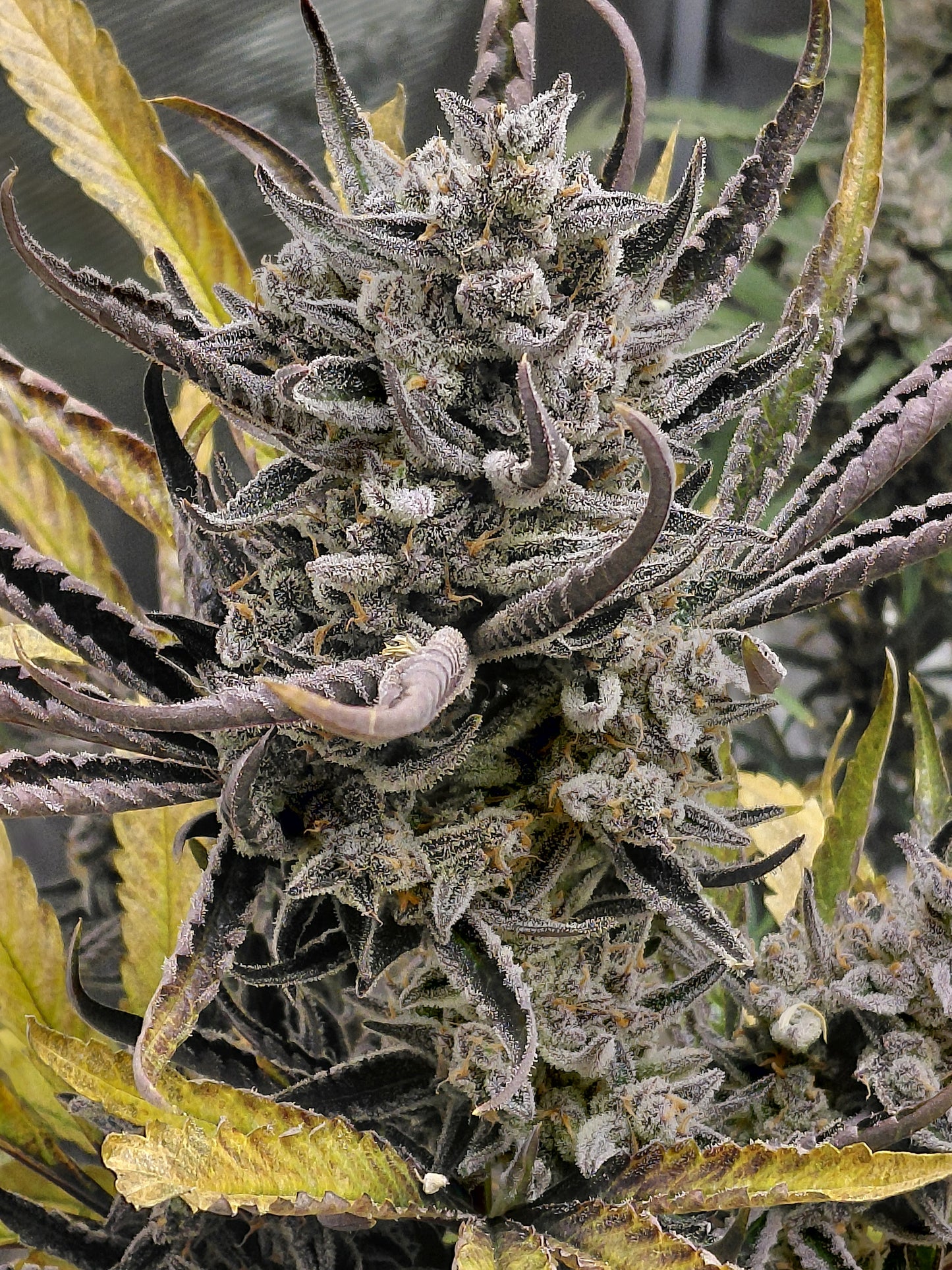 Black Cherry Soda Auto Feminized