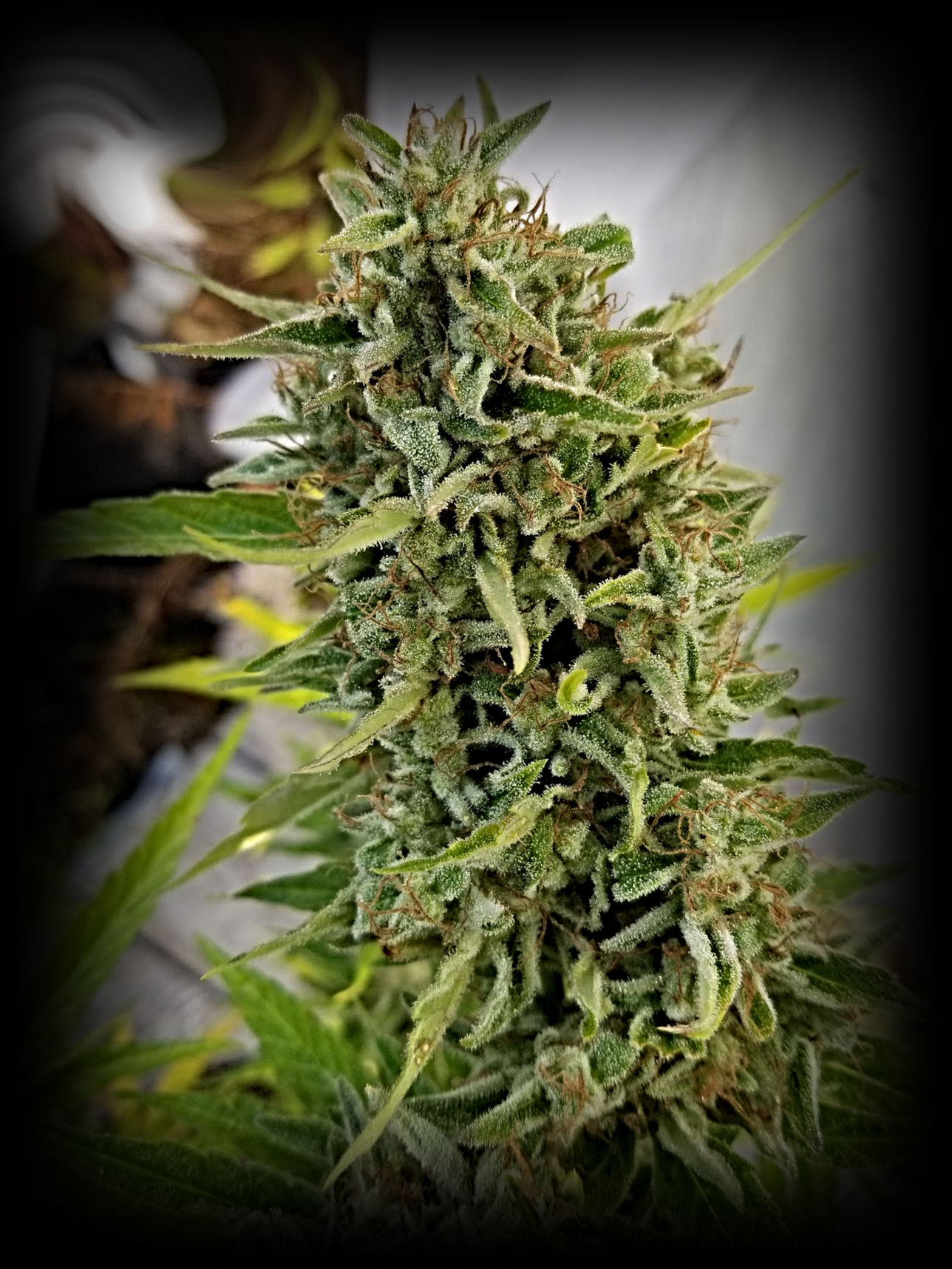Jacked Up Beleafs R1 Auto Fem