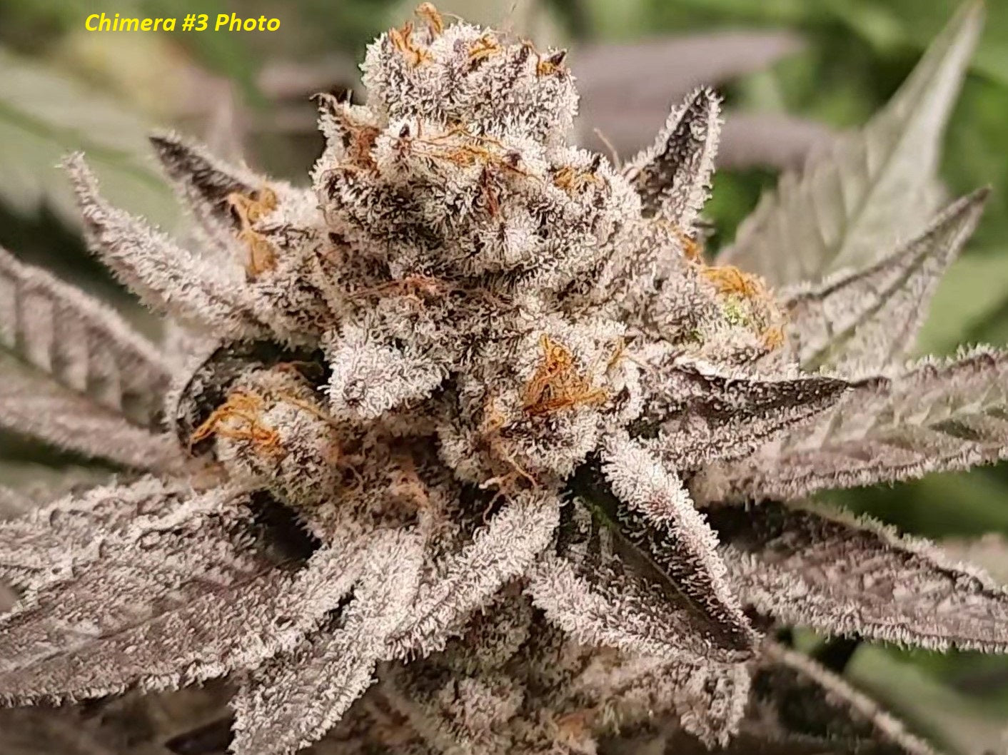 Flavor Fuzion, Photo Fem.