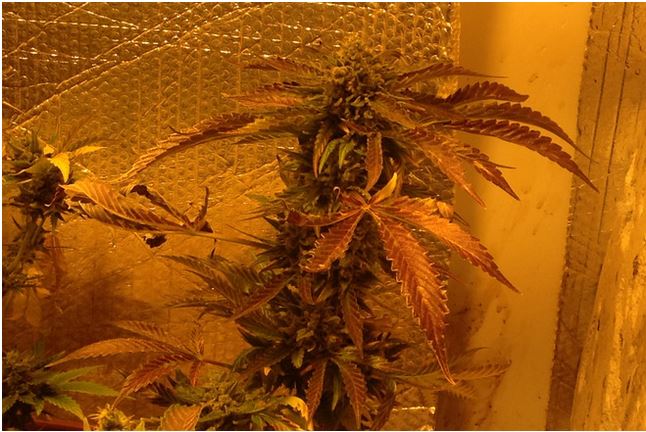 Double Gorilla Auto Fem.