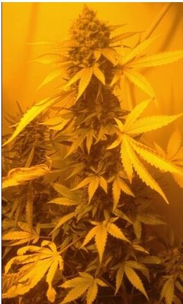 Double Gorilla Auto Fem.