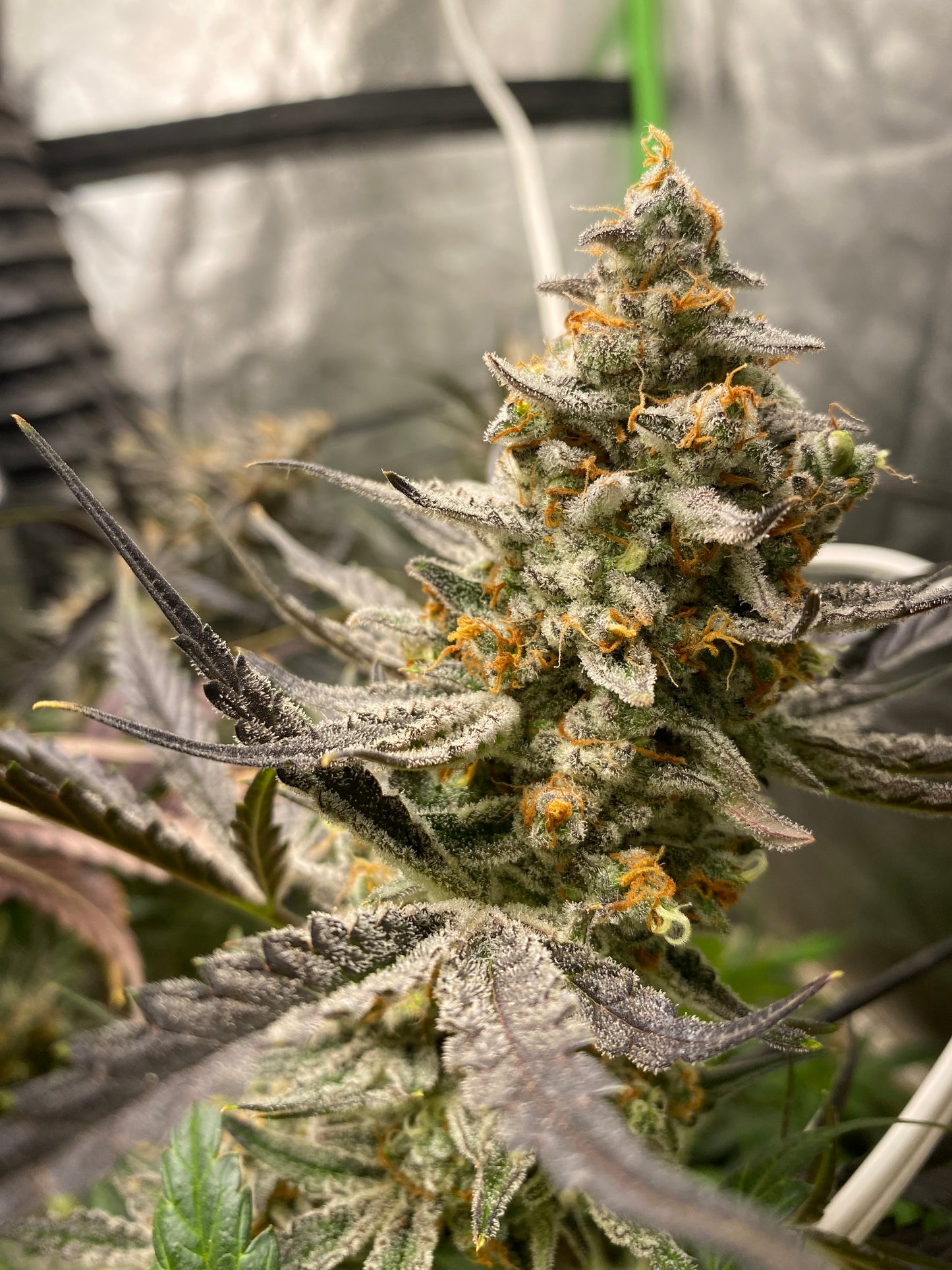 Chimera #3 Auto
