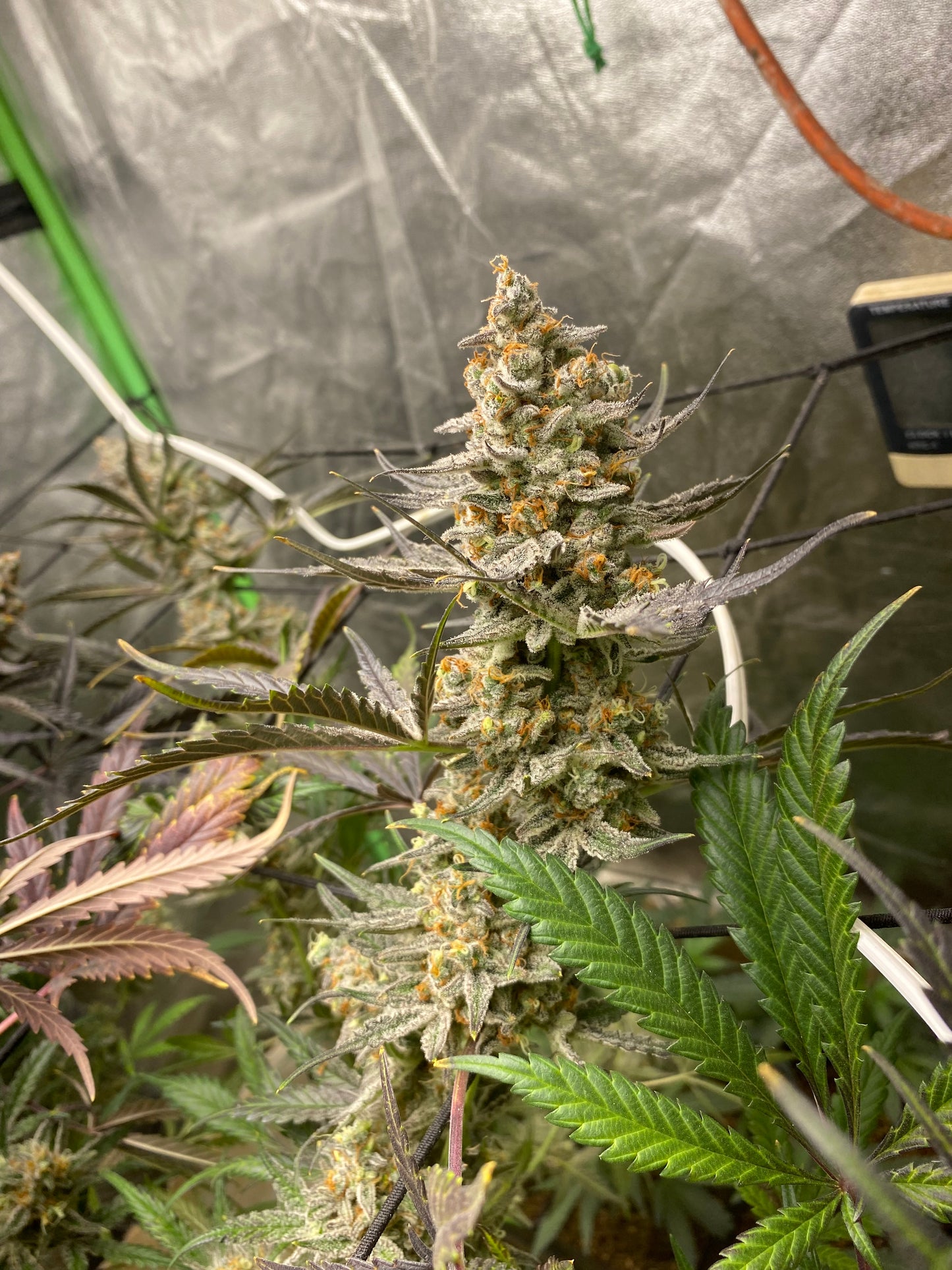 Chimera #3 Auto
