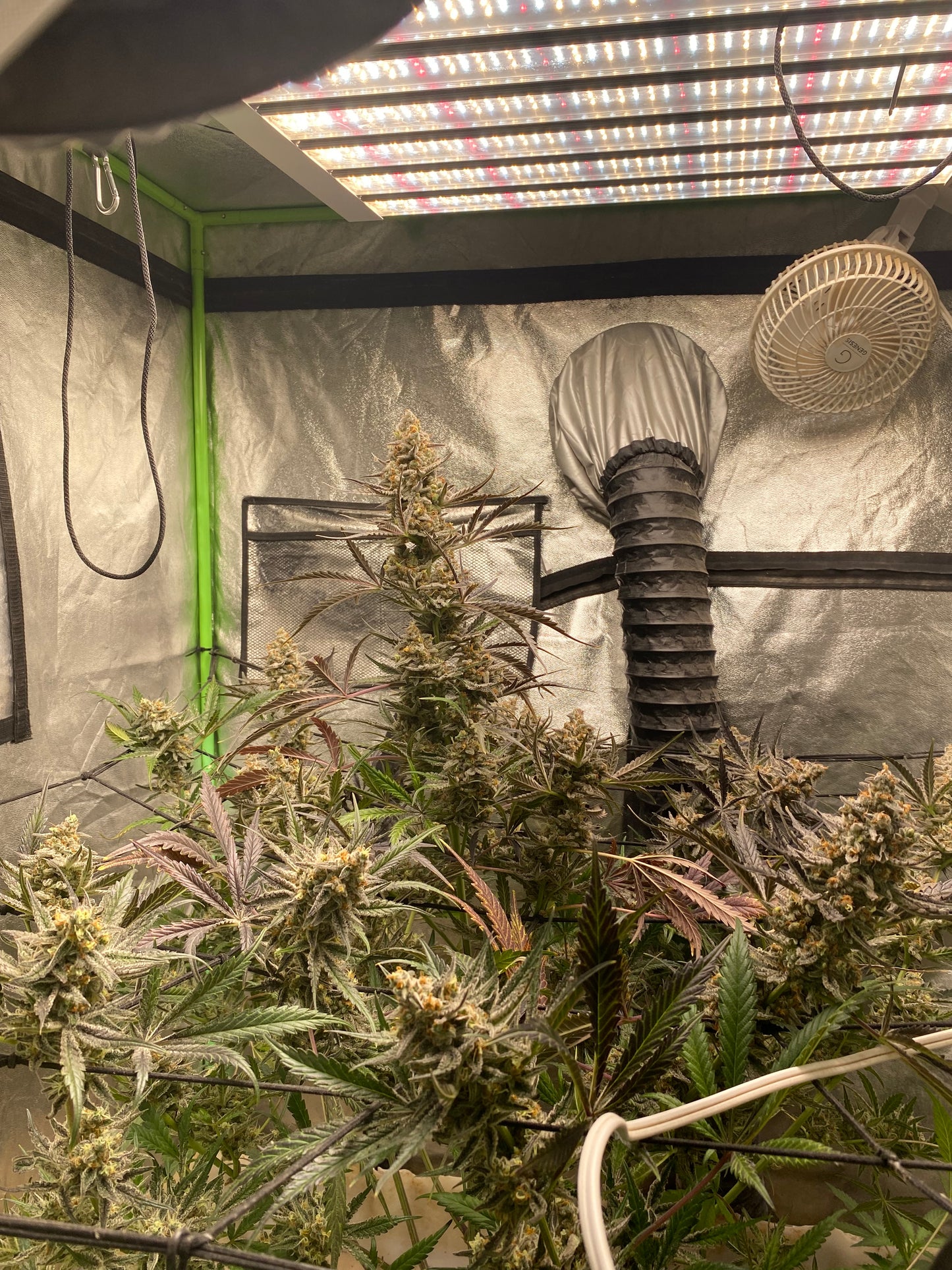 Chimera #3 Auto