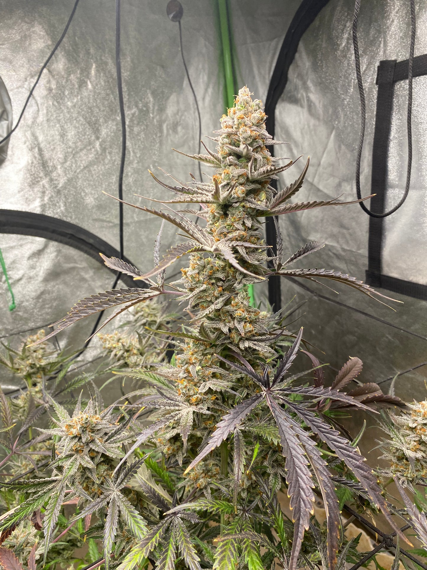 Chimera #3 Auto