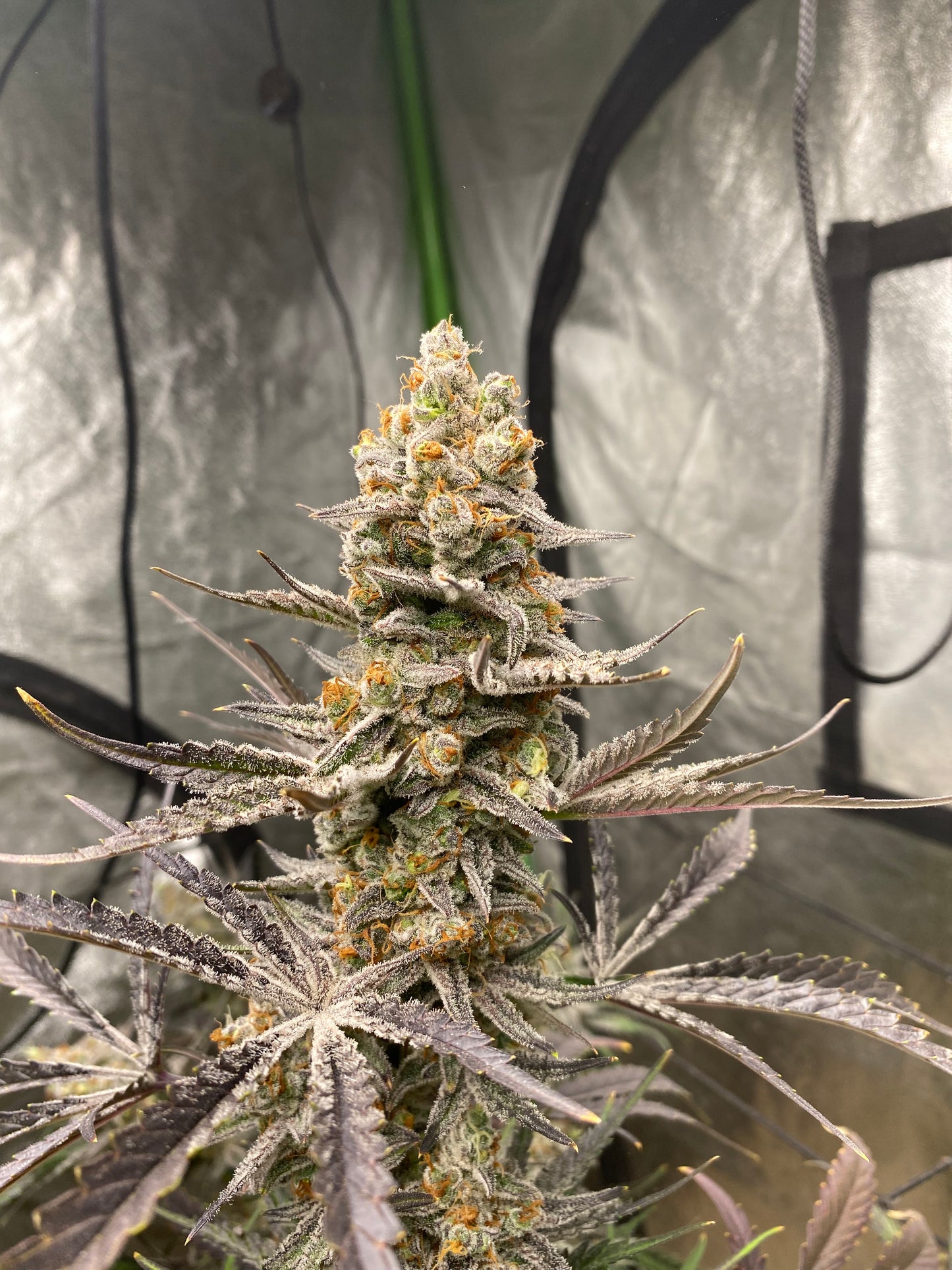 Orange Sherbang Auto