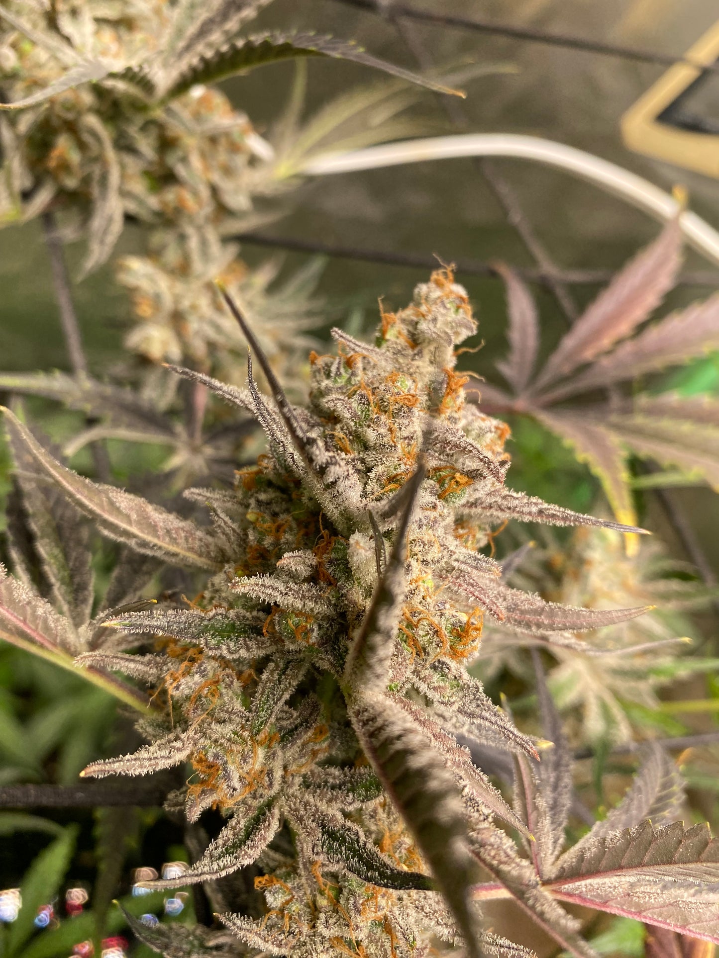 Chimera #3 Auto