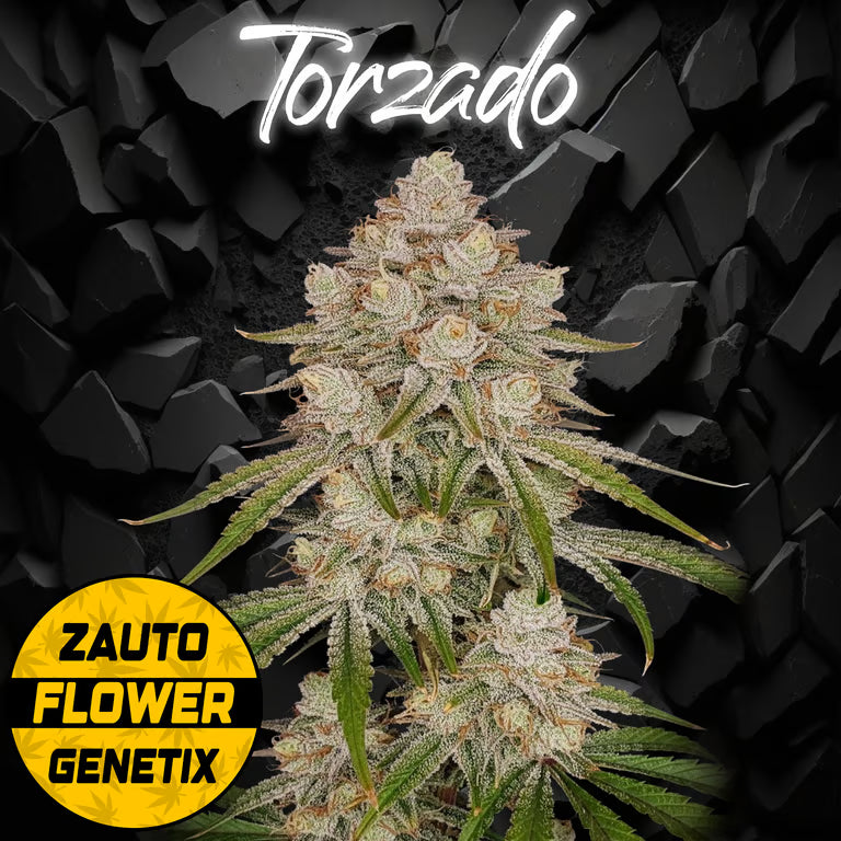 TORZADO AUTO