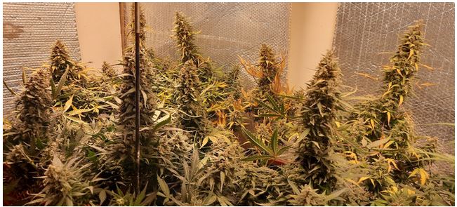 Critical '22 Auto Fem (F5R3).