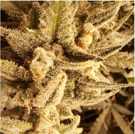 Critical '22 Auto Fem (F5R3).