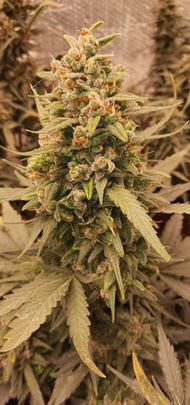 Critical '22 Auto Fem (F5R3).