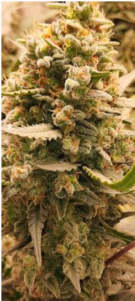 Critical '22 Auto Fem (F5R3).