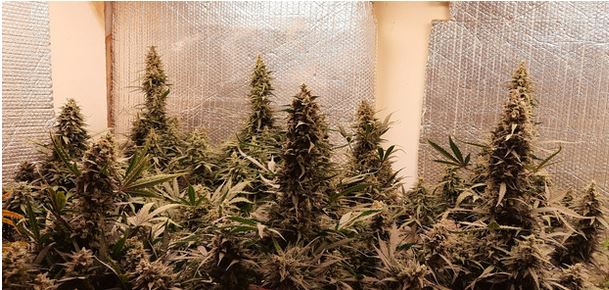 Critical '22 Auto Fem (F5R3).
