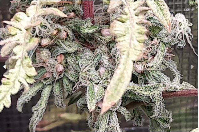 Freakshow photoperiod F11. Regular seeds.