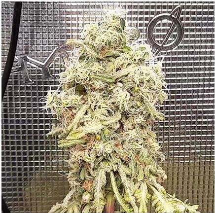 Freakshow photoperiod F11. Regular seeds.