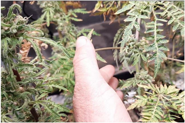 Freakshow photoperiod F11. Regular seeds.