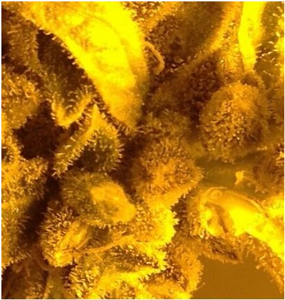 Gorilla Cookies Auto Regs.
