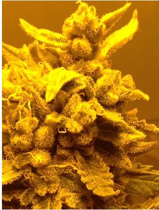 Gorilla Cookies Auto Regs.
