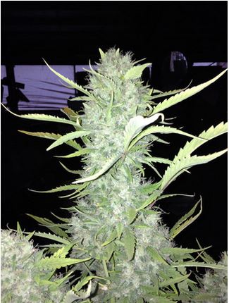 Gorilla Cookies Auto Regs.