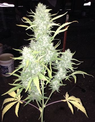 Gorilla Cookies Auto Regs.