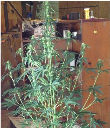 Gorilla Pie auto Fem.