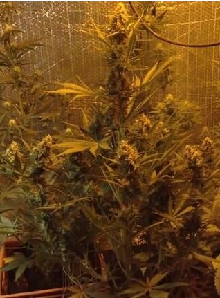 Gorilla Pie auto Fem.