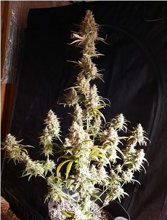 Gorilla Pie auto Fem.