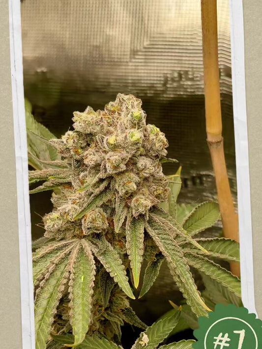 Afgoo Stix