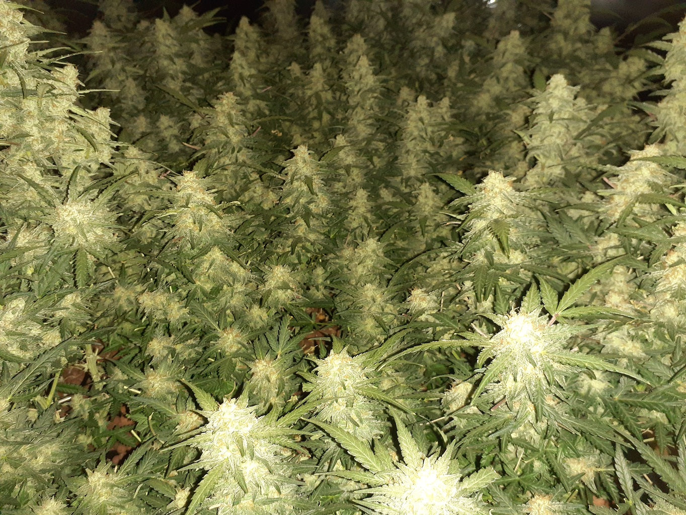 Critical '22 Auto Fem (F5R3).