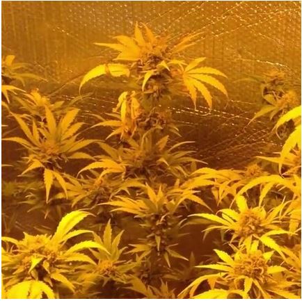 Strawberry Cookies Auto reg.