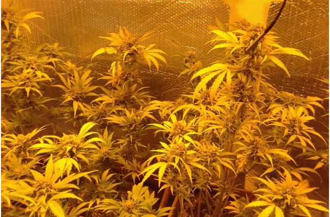 Strawberry Cookies Auto reg.