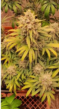 Strawberry Cookies Auto Fem.