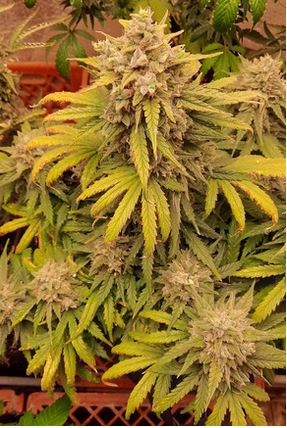 Strawberry Cookies Auto Fem.