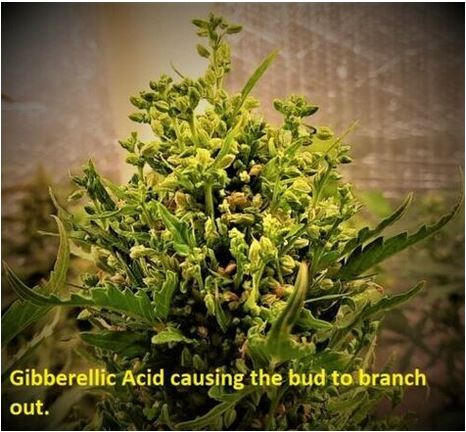 STS, Silver Thiosulfate. Kits to make Feminized Seeds + GA3