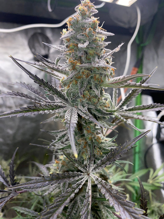 Chimera #3 Auto