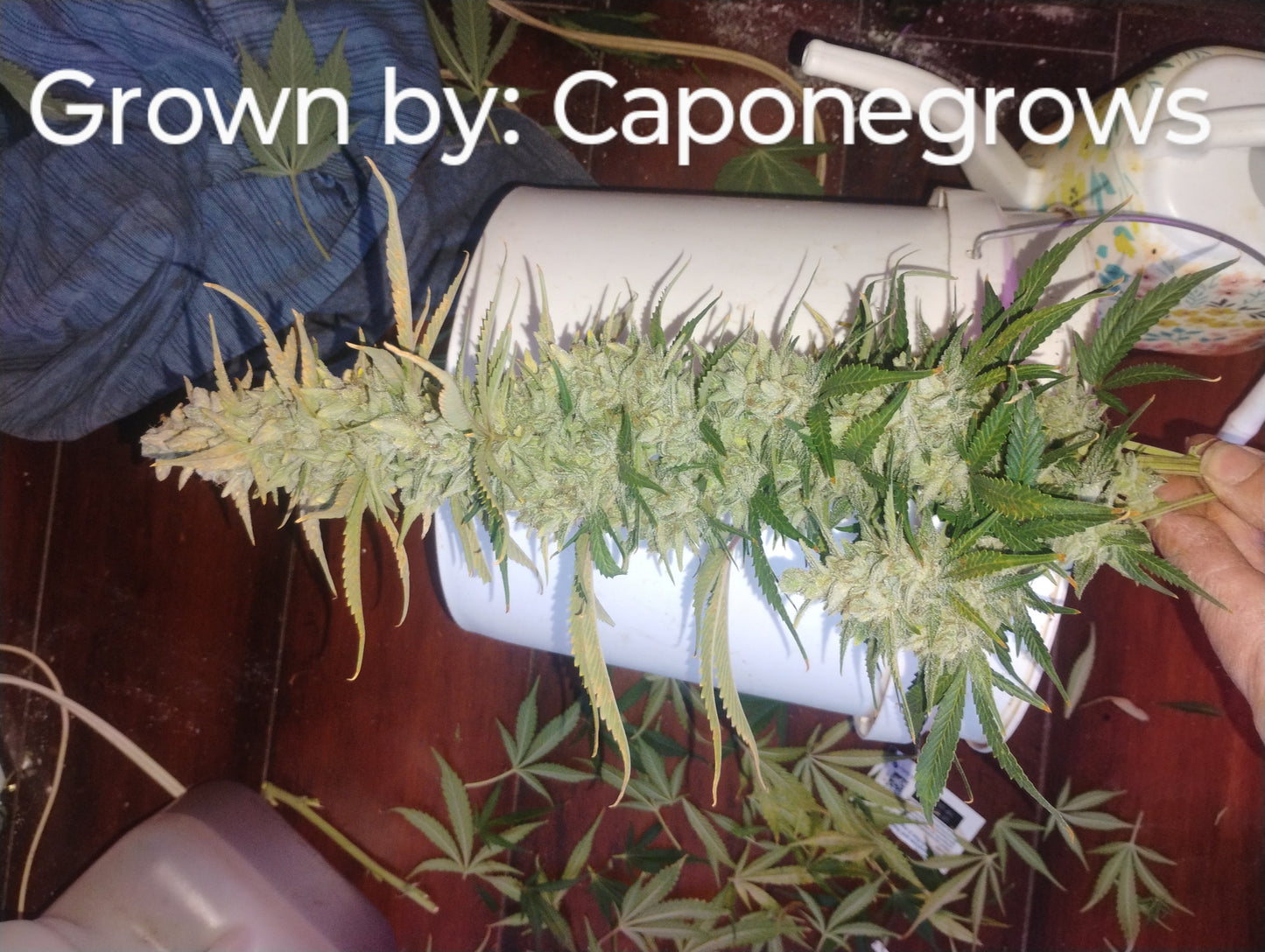 Jack Skuttelz R1 Auto Fem