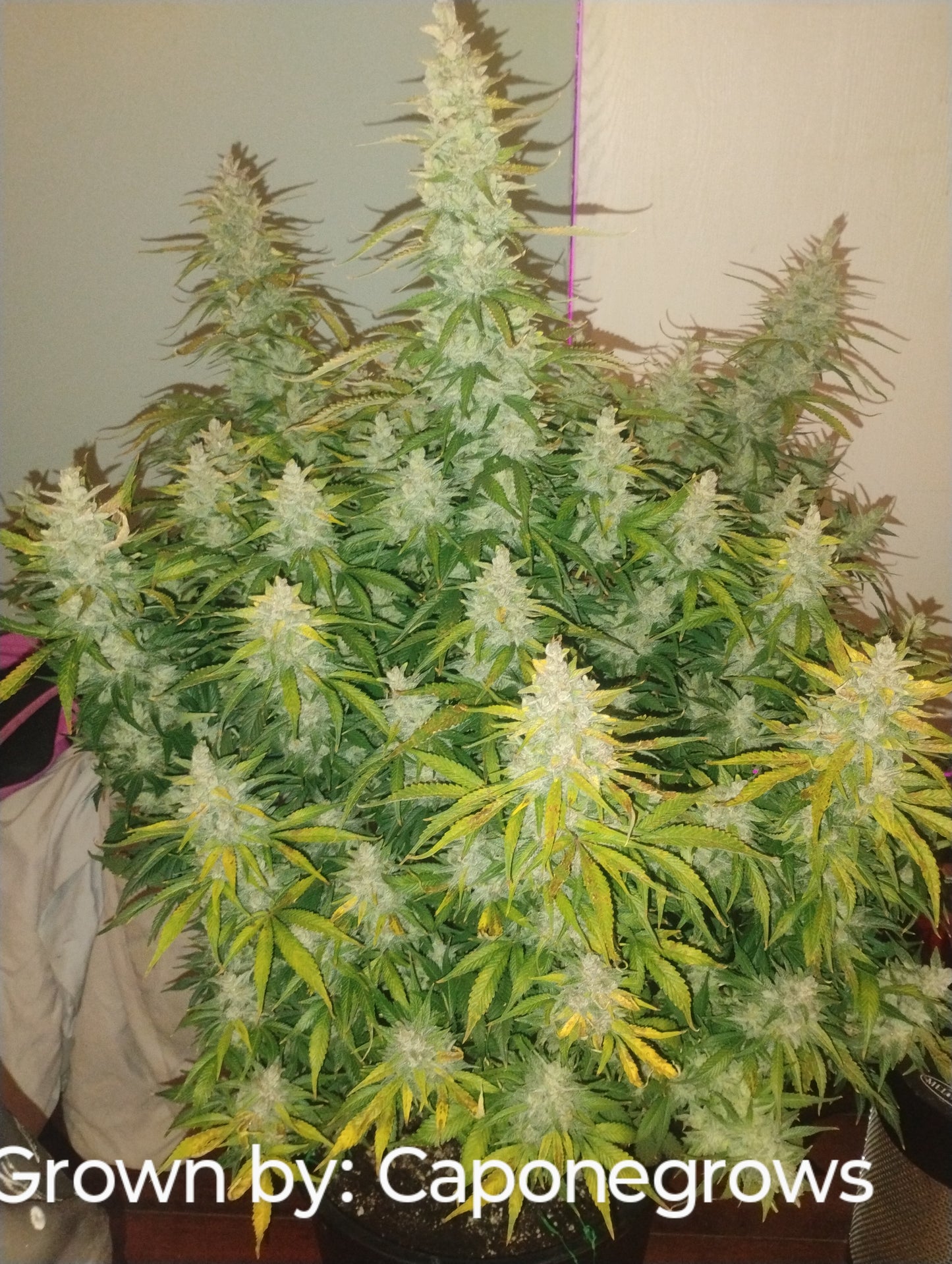 Jack Skuttelz R1 Auto Fem
