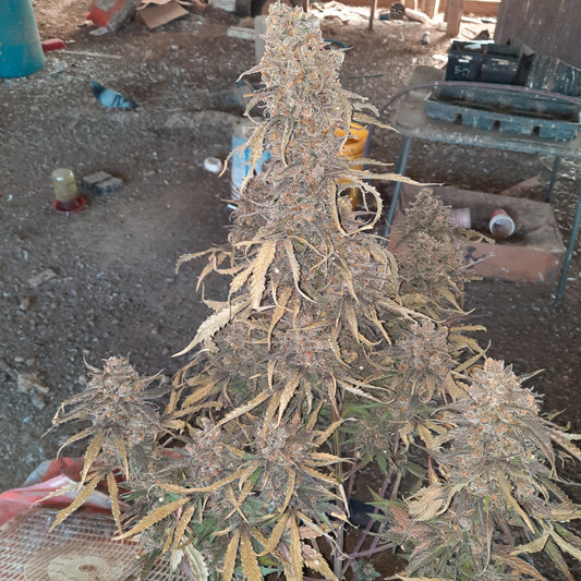 Durban Poison Auto Fem.
