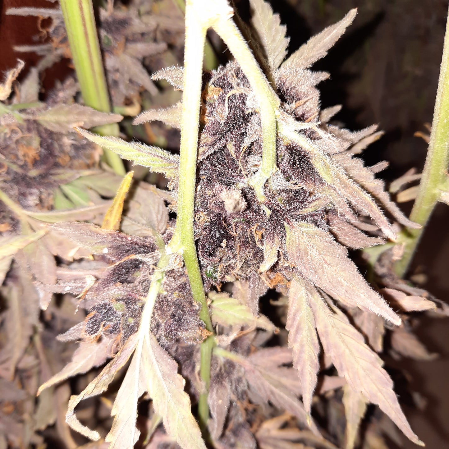 Durban Poison Auto Fem.